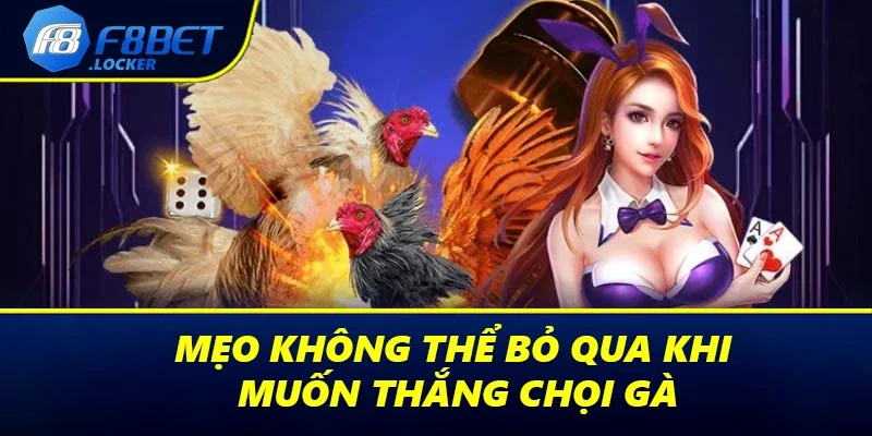Đá Gà Thomo Là Gì? Thông Tin Chi Tiết Tân Binh Cần Biết 4 Mẹo không thể bỏ qua khi muốn thắng chọi gà